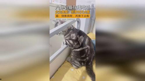 吃瓜娱乐小猫,小猫的吃瓜娱乐日记