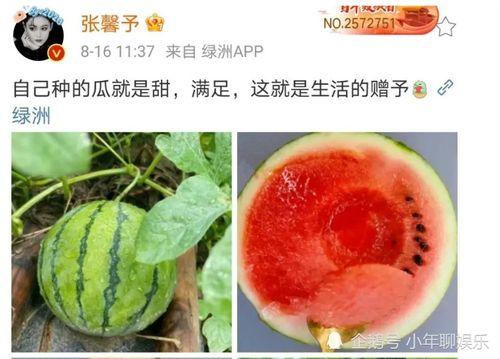 娱乐厅吃瓜,揭秘娱乐圈背后的故事与真相