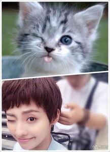 娱乐吃瓜酱猫猫,揭秘娱乐圈那些不为人知的幕后故事