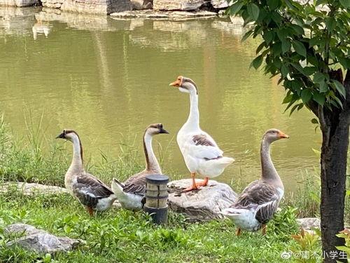 娱乐吃瓜鱼塘,吃瓜鱼塘里的那些事儿