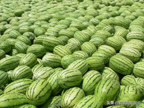 大娱乐吃瓜,大娱乐吃瓜，揭秘明星幕后故事