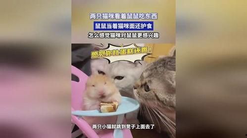 娱乐吃瓜酱鼠,揭秘娱乐圈那些不为人知的幕后故事