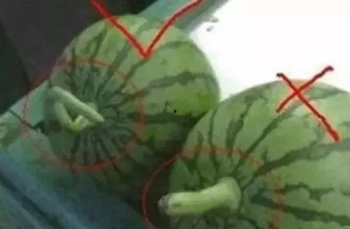 娱乐吃瓜教,吃瓜群众教你如何成为行走的八卦达人