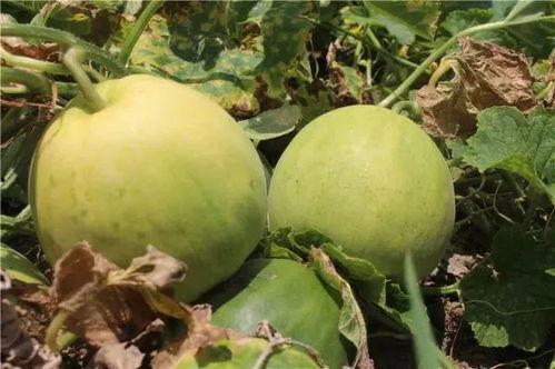 爱娱乐吃瓜,揭秘娱乐圈那些事儿