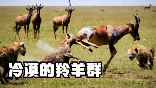 娱乐圈吃瓜羊了个羊,揭秘明星们的“羊群效应”