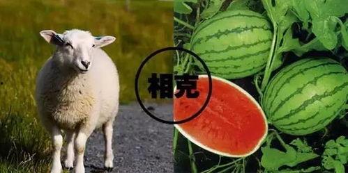 娱乐圈吃瓜羊了个羊,揭秘明星们的“羊群效应”