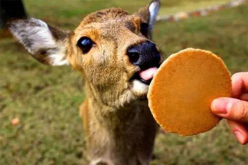 小鹿吃瓜娱乐,揭秘娱乐圈幕后趣闻