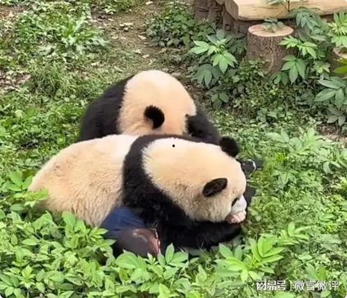 娱乐吃瓜酱熊猫生气,娱乐吃瓜酱揭秘背后真相