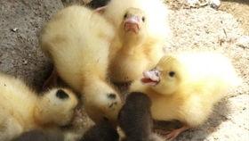 吃瓜娱乐鸭,揭秘娱乐圈幕后故事