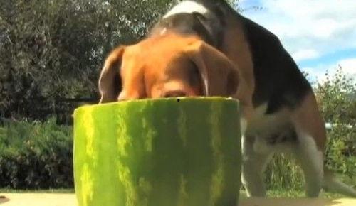 娱乐吃瓜汪,揭秘娱乐圈那些不为人知的幕后故事